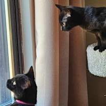 Thumbnail photo of Violet (paired with Baby) - "Guest" #3