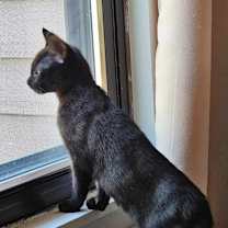 Thumbnail photo of Baby (paired with Violet) - "Guest" #4