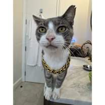 Thumbnail photo of Stumpy #1