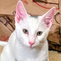 Thumbnail photo of Snowflake  - RC PetSmart #1