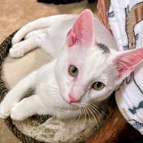 Thumbnail photo of Snowflake  - RC PetSmart #3