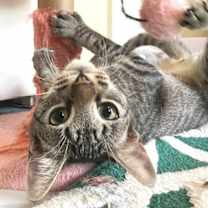 Thumbnail photo of Kimmie #3