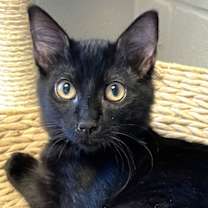 Thumbnail photo of Pan #1