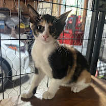 Thumbnail photo of Olive #1