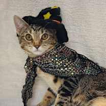 Thumbnail photo of Nugget #3