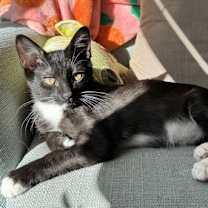 Thumbnail photo of Wesley #4