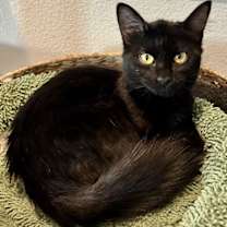 Thumbnail photo of Goldie #1