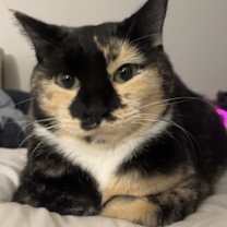 Thumbnail photo of Mochi #4