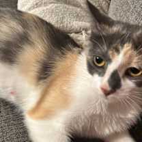 adopt-pet
