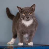 Thumbnail photo of Denali #1