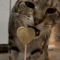 Thumbnail photo of Bo #2