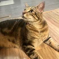 Thumbnail photo of Bo #4