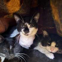 Thumbnail photo of MYRTLE #2