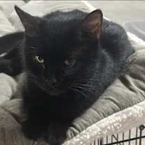 Thumbnail photo of Momma Kitty #3