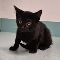 adopt-pet