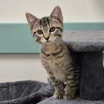 adopt-pet