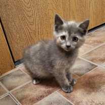 adopt-pet