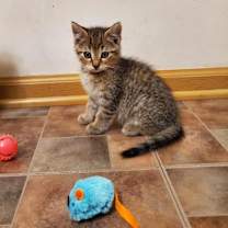 adopt-pet