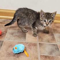 adopt-pet