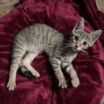 Thumbnail photo of Glinda #1