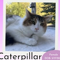 Thumbnail photo of Caterpillar #1