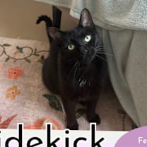 Thumbnail photo of Sidekick #1