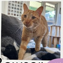 Thumbnail photo of Bowser #1