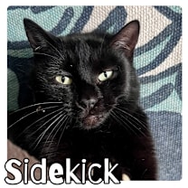 Thumbnail photo of Sidekick #2