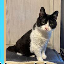 Thumbnail photo of Bandit #2