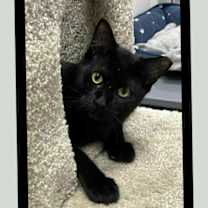 Thumbnail photo of Darius #1