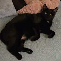 Thumbnail photo of Bella #3