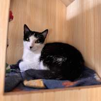 Thumbnail photo of Dakota #1