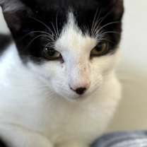 Thumbnail photo of Dakota #2