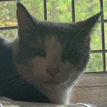 adopt-pet