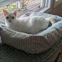 Thumbnail photo of Han #4