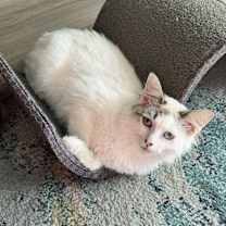 Thumbnail photo of Brandy #3