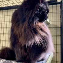 Thumbnail photo of Pumpkin #2