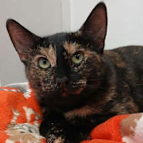 Thumbnail photo of Calacatta #1