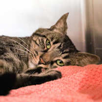 Thumbnail photo of Pepper #2