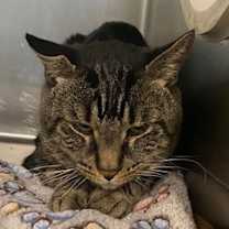 Thumbnail photo of Pepper #3