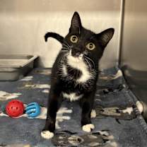 Thumbnail photo of Molly Ringwald #3