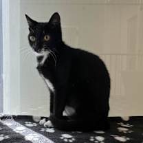 Thumbnail photo of Molly Ringwald #4