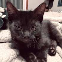 Thumbnail photo of (dt) Pugsly #1