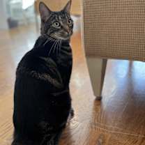 Thumbnail photo of Kiki #4