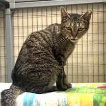 Thumbnail photo of Sneaky #2