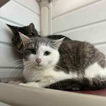 Thumbnail photo of Roo #3