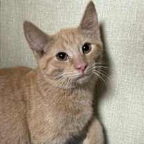 Thumbnail photo of Orange #3