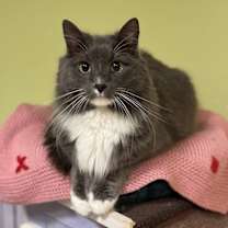 Thumbnail photo of Sambuca #2