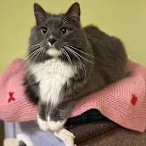 Thumbnail photo of Sambuca #3