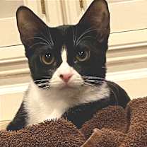 Thumbnail photo of Chloe (bonded with Cora) #1